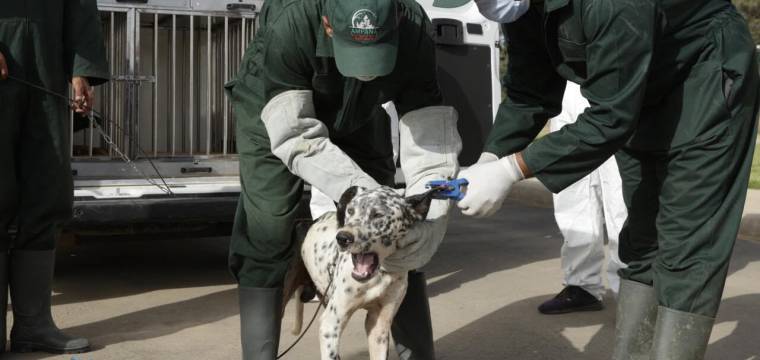 Le Maroc se dote d’un cadre légal pour les animaux errants ​