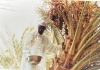 Tchad: Faya peut produire toute sorte de produits agricoles et inonder les marchés d’autres régions du pays selon Yaya Dillo Djerou